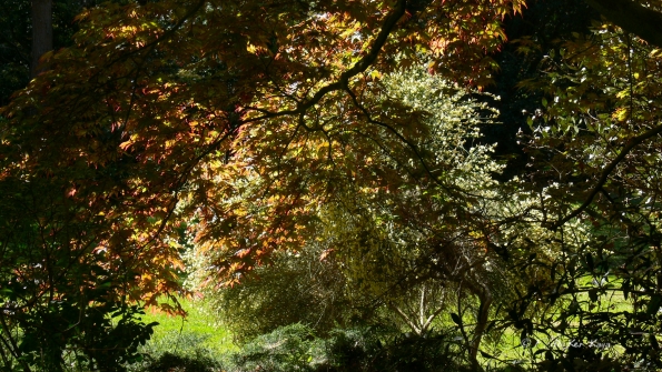 Bois des Moutiers (184) Mai 2012